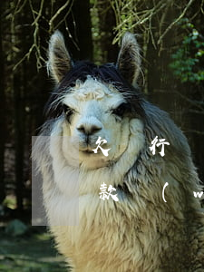 欠銀行貸款網(wǎng)貸跑路(欠銀行貸款網(wǎng)貸跑路)