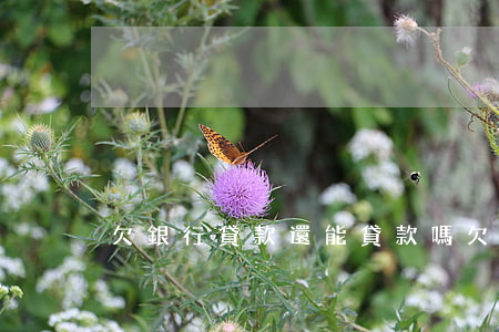 欠銀行貸款還能貸款嗎(欠銀行錢還能貸款嗎)