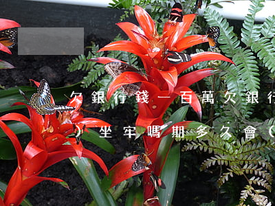 欠銀行錢一百萬(欠銀行100萬會(huì)坐牢嗎期多久會(huì)被起訴)