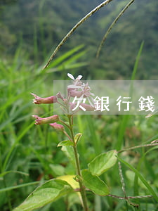 欠銀行錢怎么辦(欠銀行錢逾期了怎么辦)