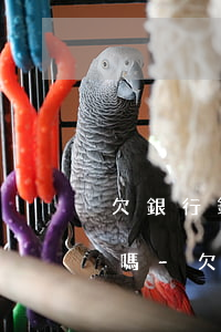 欠銀行錢無力償還會凍結(jié)銀行卡嗎-欠銀行錢無力償還會凍結(jié)銀行卡嗎怎么辦