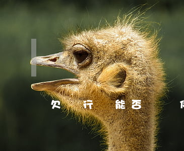 欠銀行錢能否掛賬停息(欠銀行錢銀行能直接劃錢嗎)