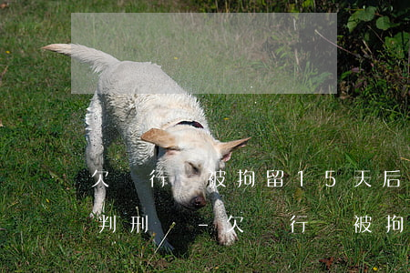 欠銀行錢被拘留15天后會(huì)直接判刑嗎-欠銀行錢被拘留15天后會(huì)直接判刑嗎知乎