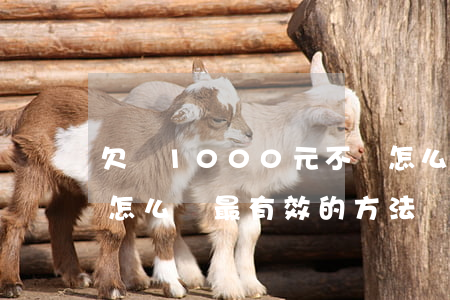 欠錢1000元不還怎么辦(欠1000不還怎么辦最有效的方法)