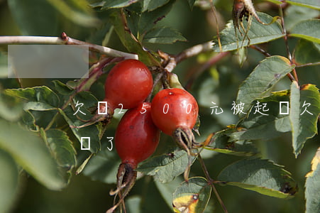 欠錢2500元被起訴(欠2000塊錢被起訴了)