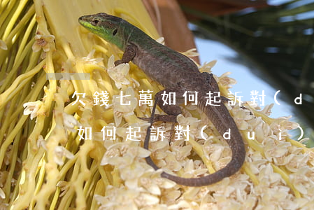 欠錢七萬如何起訴對(duì)方(欠錢七萬如何起訴對(duì)方財(cái)產(chǎn))