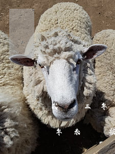 欠錢三年未還被起訴如何進行抗辯-欠錢三年未還被起訴如何進行抗辯呢