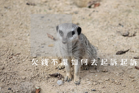 欠錢不還如何去起訴(起訴欠錢不還怎么辦)
