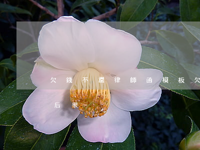 欠錢不還律師函模板(欠錢收到律師函不理的后果)