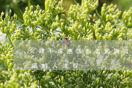 欠錢不還應該怎么起訴流程(如何起訴欠錢不還的人流程)