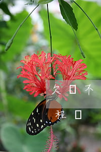 欠錢不還起訴法律流程(欠錢不還起訴法律流程圖)