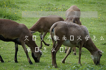 欠錢了不敢面對父母怎么辦-欠錢不敢跟父母說怎么辦