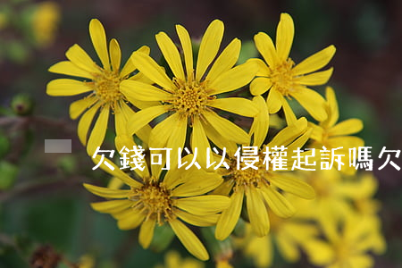 欠錢可以以侵權起訴嗎(欠錢可以直接起訴嗎)