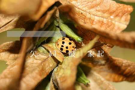 欠錢同時被幾家起訴