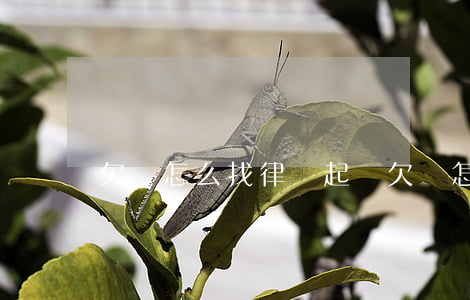欠錢怎么找律師起訴（欠錢怎么找律師起訴）