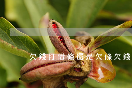 欠錢打借條還是欠條(欠錢打借條還是欠條好)