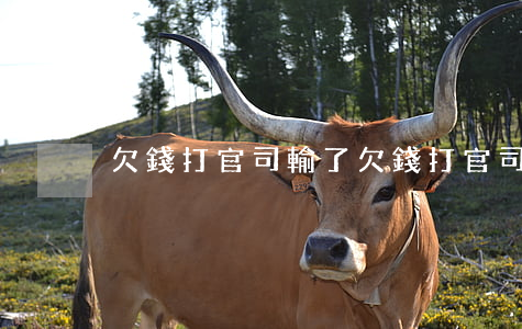 欠錢打官司輸了(欠錢打官司輸了)