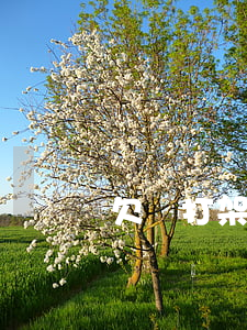 欠錢打架調(diào)解后起訴