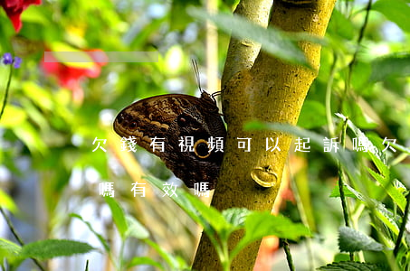 欠錢有視頻可以起訴嗎(欠錢有視頻可以起訴嗎有效嗎)