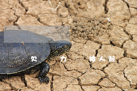 欠錢無力償還被人起訴