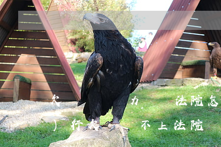 欠錢確實無力償還法院怎么強制執(zhí)行(欠錢還不上法院強制執(zhí)行會怎樣)