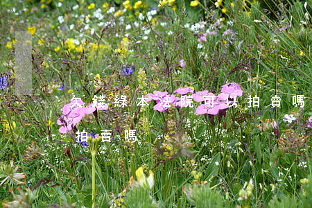 欠錢綠本法院可以拍賣嗎(欠錢綠本法院可以拍賣嗎)