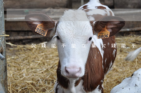 欠錢能不能立案（欠錢能不能法院起訴）