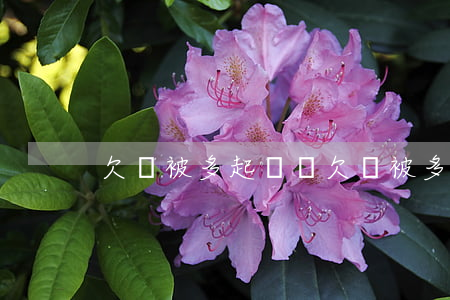 欠錢被多起訴訟 欠錢被多起訴訟
