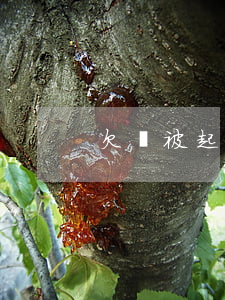 欠錢被起訴不出庭后果
