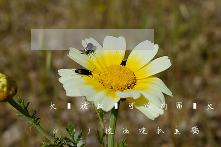 欠錢被起訴可以拘留嗎(欠錢被起訴了會(huì)被法院抓走嘛)