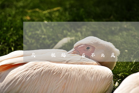 欠錢被起訴后不出庭