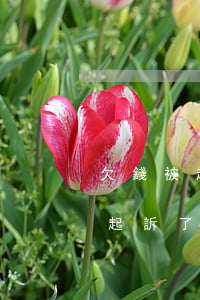 欠錢被起訴調(diào)解后未還(欠錢被起訴了法院調(diào)解安時間不還怎么辦)