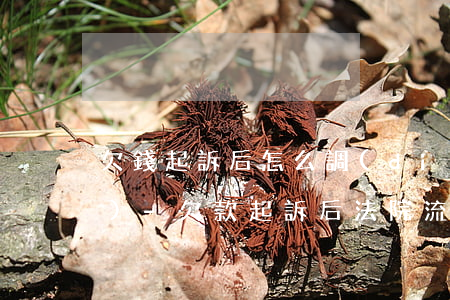 欠錢起訴后怎么調(diào)節(jié)-欠款起訴后法院流程