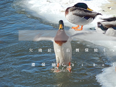 欠錢起訴后買保險(xiǎn)追討(欠錢不還保險(xiǎn)費(fèi)能執(zhí)行嗎?)