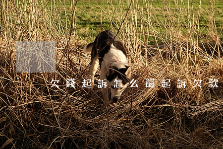 欠錢起訴怎么還(起訴欠款人后怎么能拿到錢)