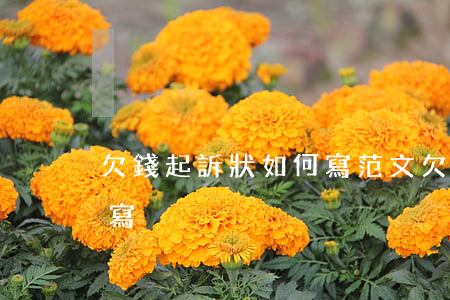 欠錢起訴狀如何寫范文，欠錢起訴狀范本怎么寫