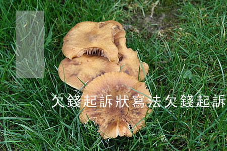欠錢起訴狀寫法(欠錢起訴狀如何寫)