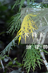 欠錢起訴請(qǐng)律師多少錢(欠款糾紛律師費(fèi)多少錢)