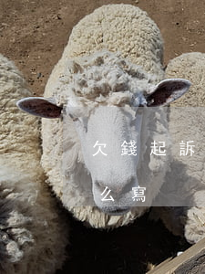 欠錢起訴賠錢翻倍嗎(欠錢起訴賠錢翻倍嗎怎么寫)