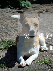 欠錢逃跑能不能報(bào)案（欠錢逃跑起訴有用嘛）