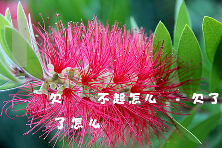 欠錢還不起怎么辦-欠了100萬走投無路了怎么辦
