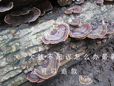 欠钱不起诉怎么办最新(欠款不起诉有什么办法可以追款)