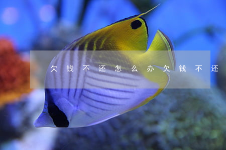 欠钱不还怎么办(欠钱不还怎么办说说)