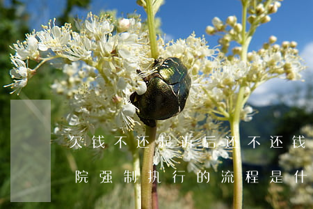 欠钱不还起诉后还不还钱怎么办（欠钱不还法院强制执行的流程是什么）