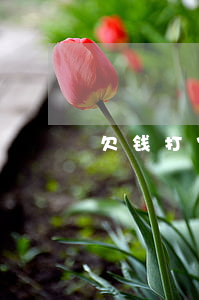 欠钱打官司上诉(欠钱打官司上诉流程)