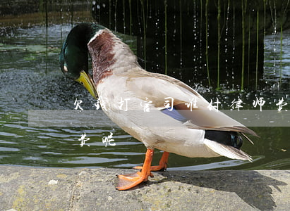 欠钱打官司谁付律师费(欠钱打官司谁付律师费呢)