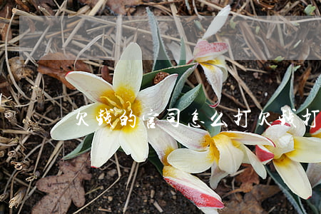 欠钱的官司怎么打（欠钱打官司的法律规定）