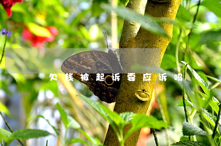 欠钱被起诉要应诉吗