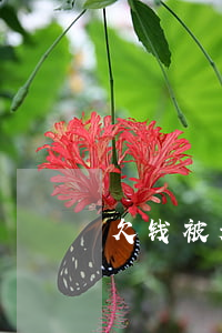 欠钱被起诉调解(欠钱被起诉调解需要律师吗)