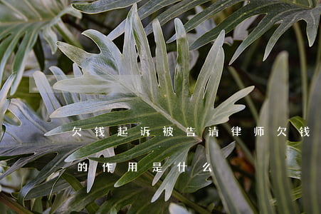 欠钱起诉被告请律师 欠钱被起诉请律师,律师的作用是什么